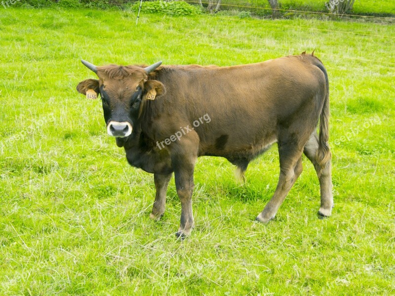 Cow Livestock Animals Calf Free Photos