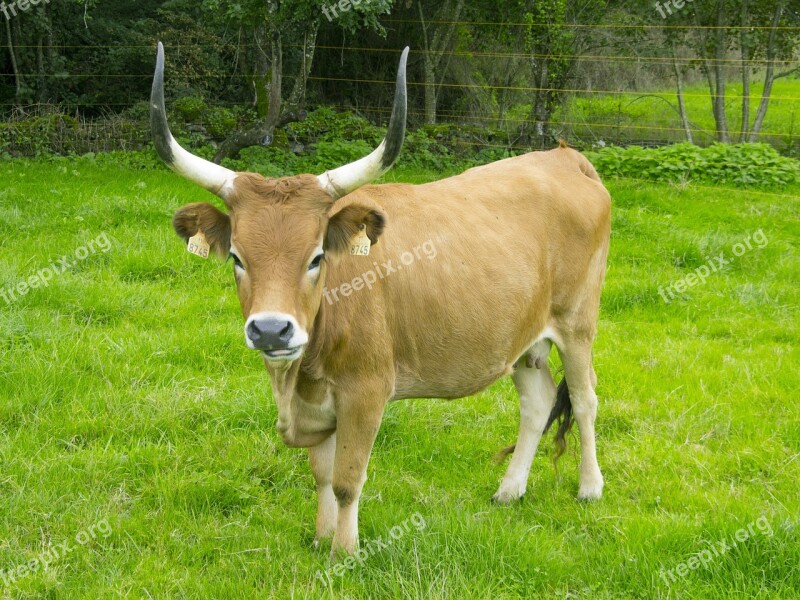 Cow Livestock Green Free Photos