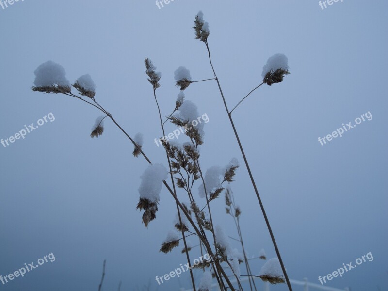 Winter Snow Frozen Grass Cold