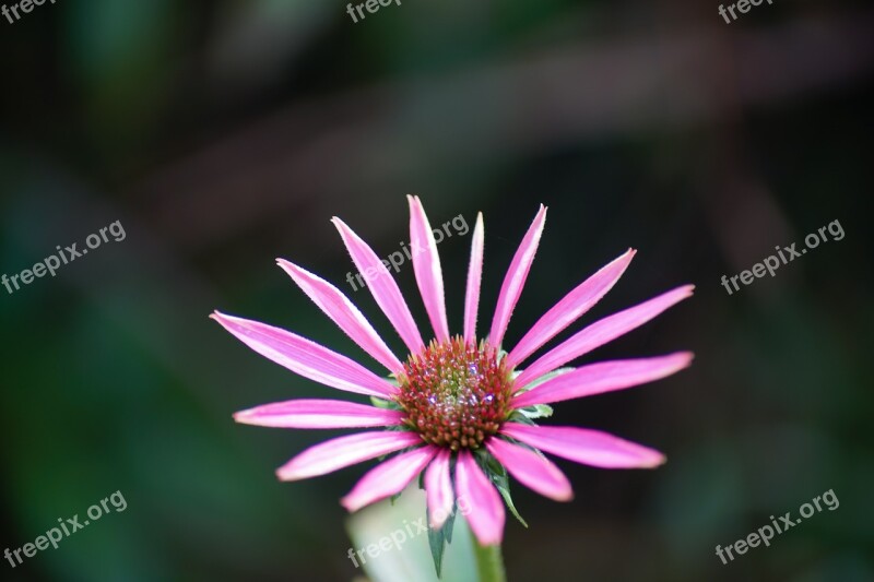 Daisy Flower Pink Petals Blossom