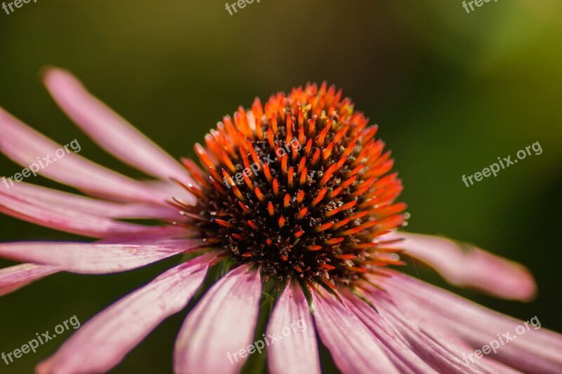 Conehead Flower Pink Petal Blossom