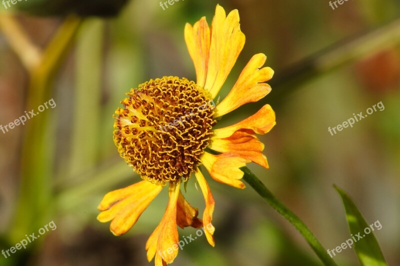 Helenium Flower Yellow Blossom Petals