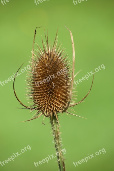 Fuller's Teasel Teasel Flower Plant Dipsacus Sativus