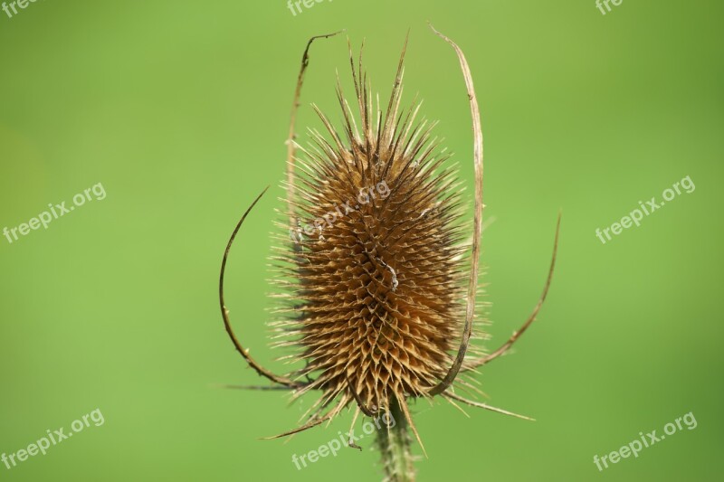 Fuller's Teasel Flower Plant Teasel Dipsacus Sativus