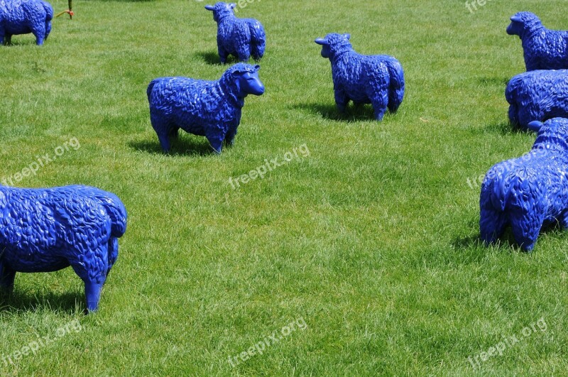 Sheep Blue Art Pasture Flock