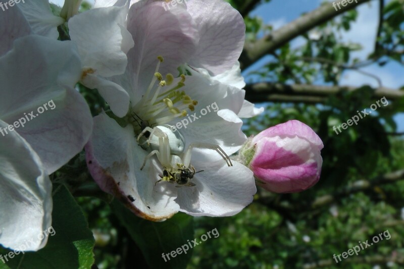 Dorsata Spider Apple Blossom Apple Tree Prey