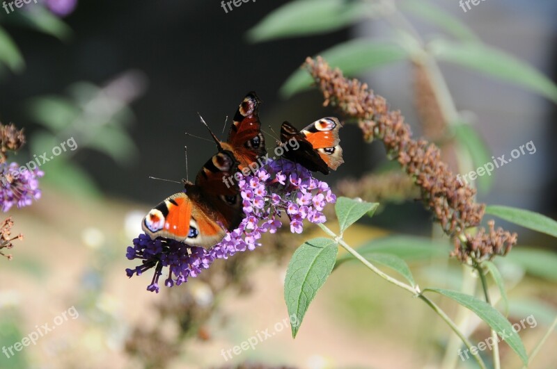 Peacock Butterfly Butterfly Summer Lilac Insect Nature