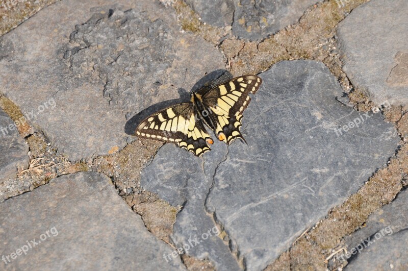 Dovetail Butterfly Paving Stones Grey Animal