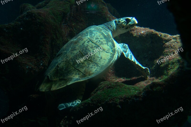 Sea Turtle Turtle Aquarium Sea Marine Life