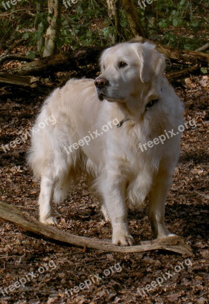 Labrador Retriever Gun Dog Purebred Pedigree