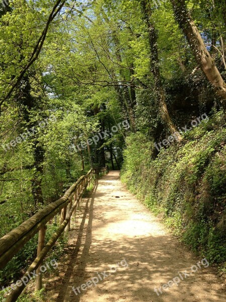 Forest Way Forest Path Nature Green