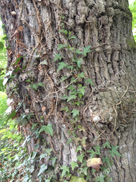 Tree Ivy Climber Plant Green Log