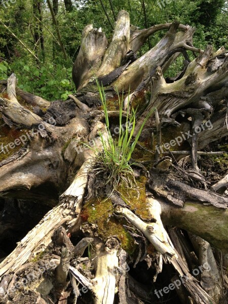 Root Forest Nature Trees Green