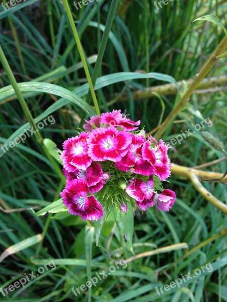 Cloves Flowers Garden Green Nature