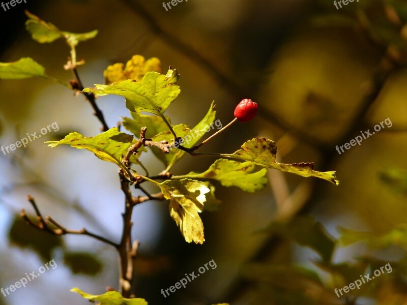 Fall Autumn Branch Nature Season