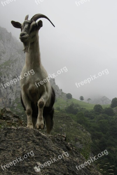 Goat Asturias Mountain Free Photos