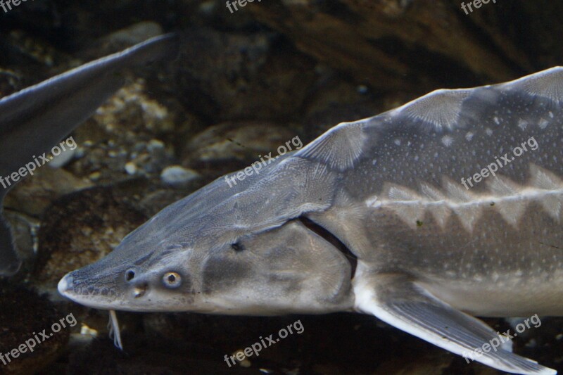 Interference Fish Head Fish Head Freshwater