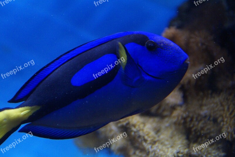 Fish Surgeonfish Blue Swim Aquarium