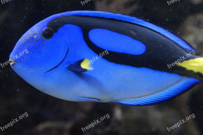 Fish Surgeonfish Blue Swim Aquarium