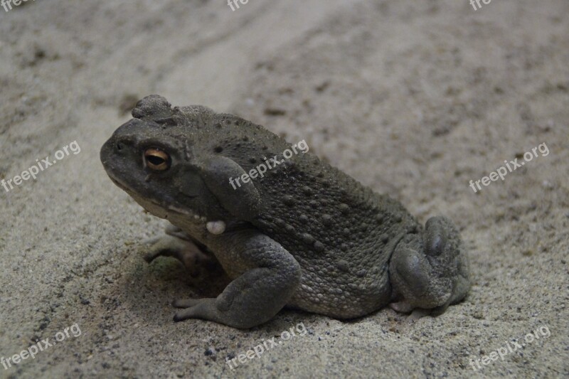 Toad Common Toad Animal Warts Thick