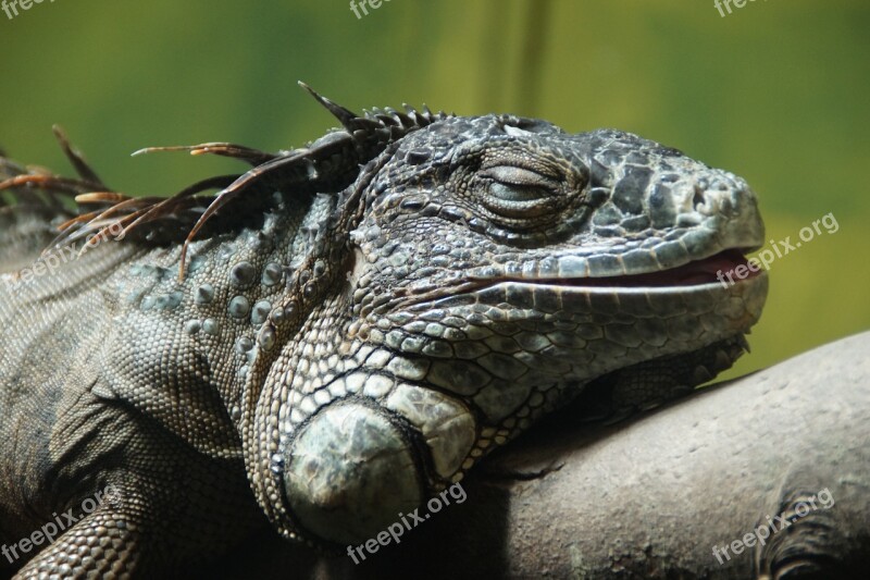 Iguana Nap Relaxed Relaxation Lizard