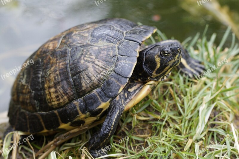 Water Turtle Turtle Drawing Panzer Animal