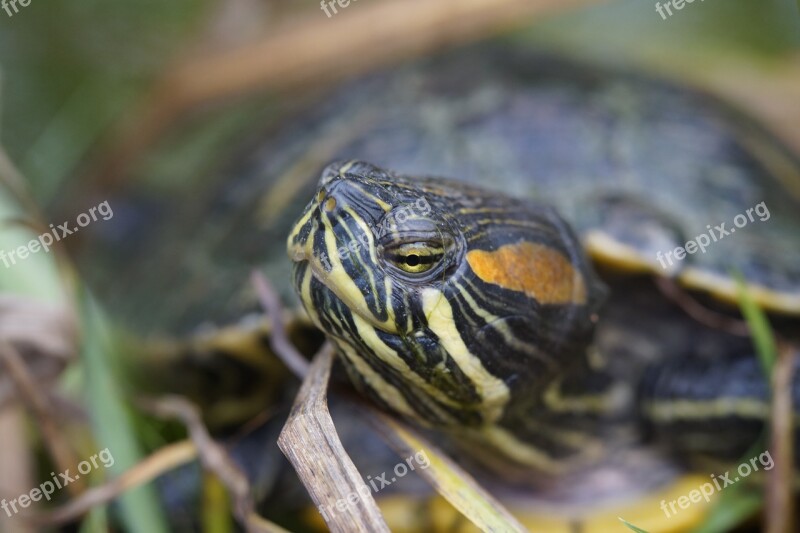 Turtle Water Turtle Portrait Head Drawing