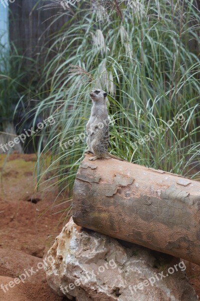 Meerkat Supervisor Supervision Watch Guard