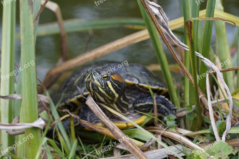 Turtle Water Turtle On The Shore At The Pond On The Water