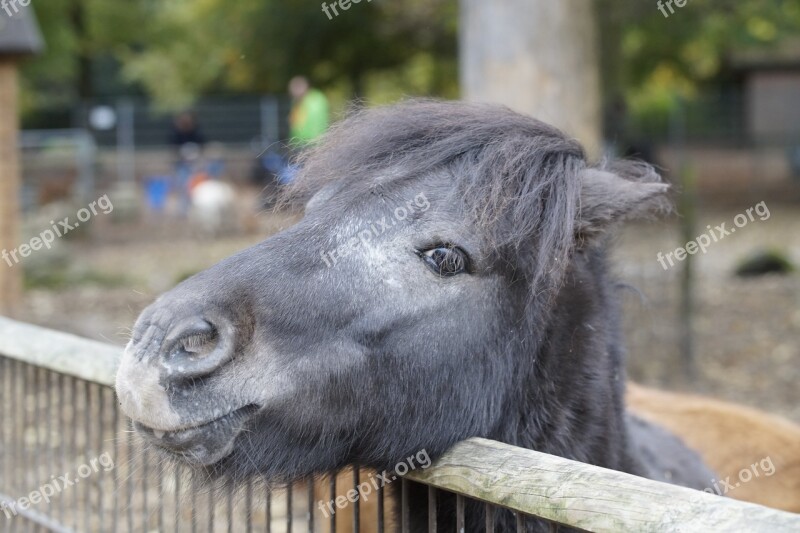 Pony Horse Head Horse Head Mane