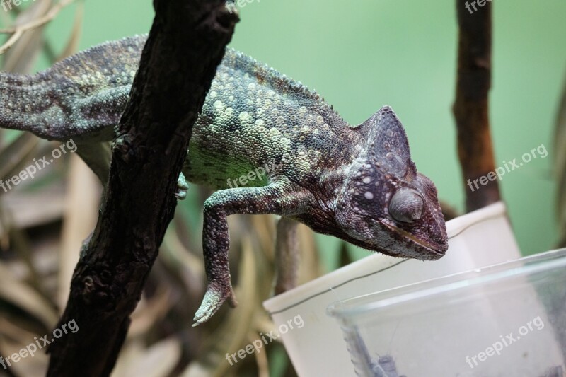 Chameleon Feeding Terrarium Giant Chameleon Feed