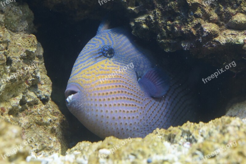 Fish Triggerfish Hidden Crevice Reef