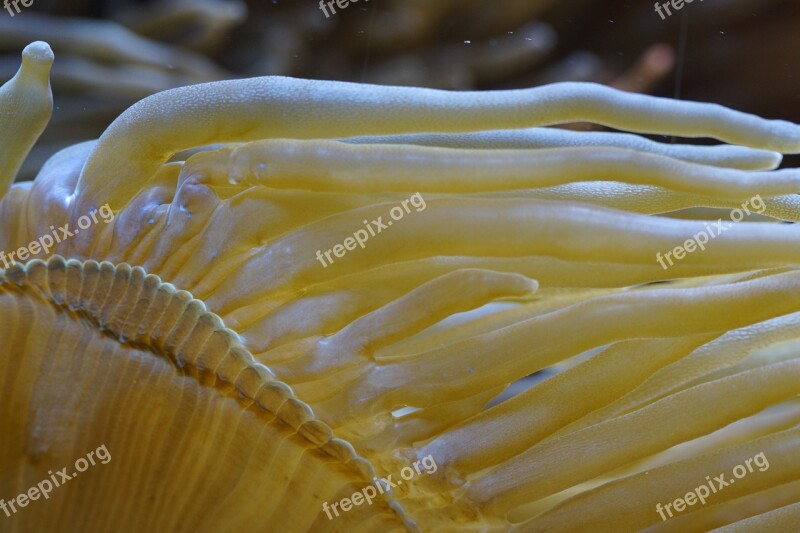 Anemone Sea Anemone Underwater Sea Aquarium