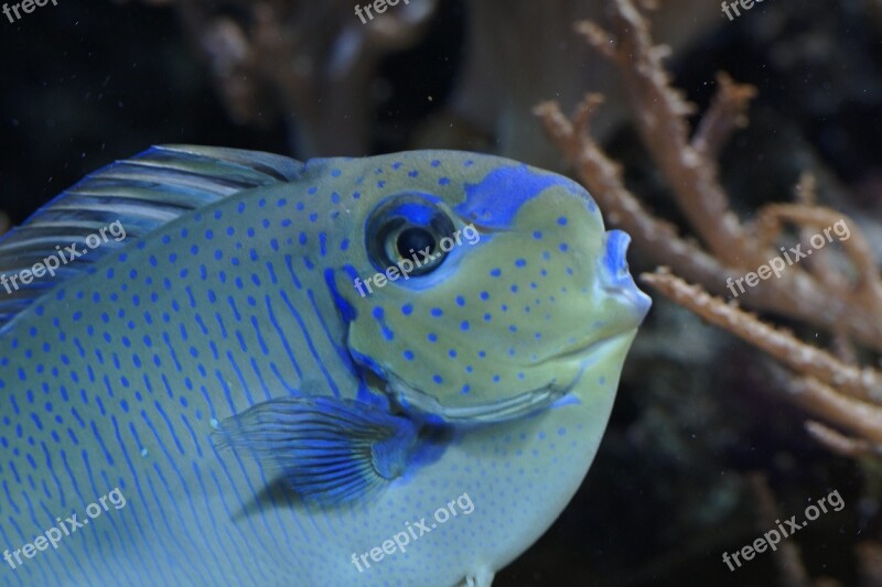 Fish Close Up Portrait Aquarium Underwater