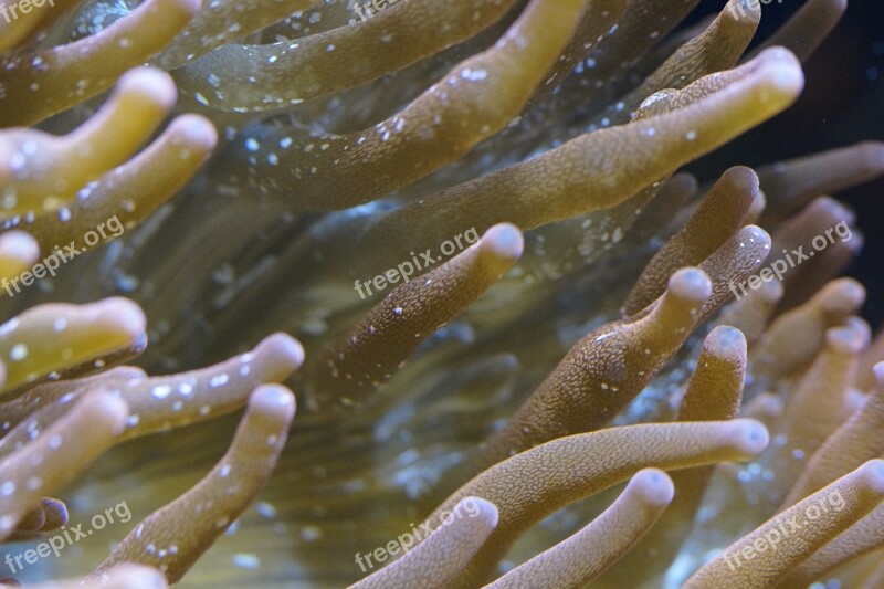 Anemone Sea Anemone Coral Macro Close Up