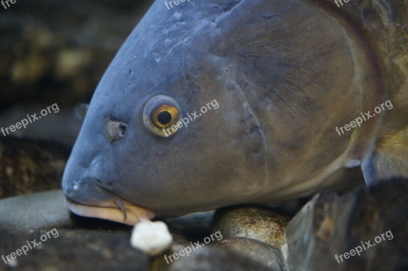 Fish Fish Head Fish Eye River Freshwater