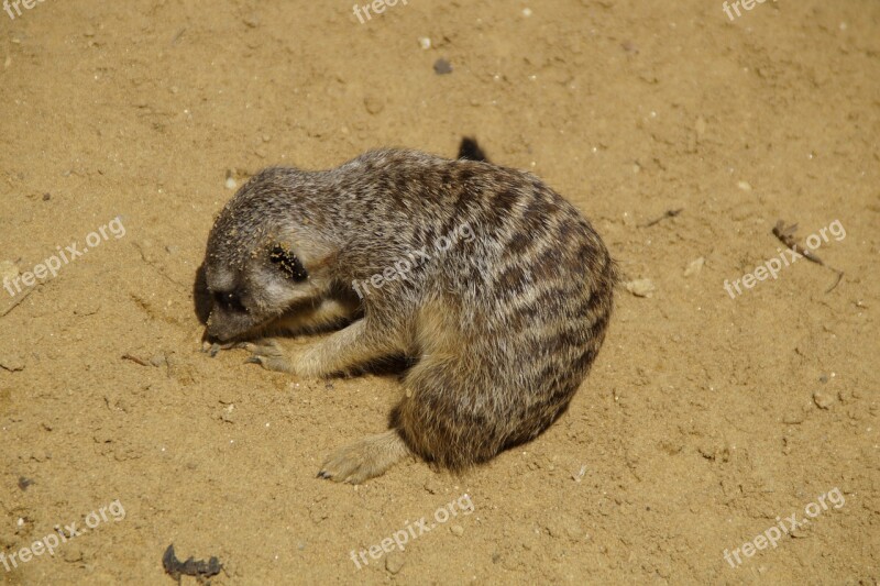 Meerkat Dig Sand Sandy Rooting