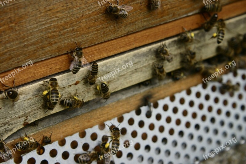 Honey Bees Pollen Pollen Panties Bees Beekeeping