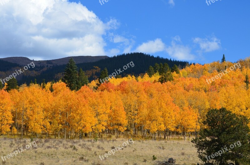 Autumn Foliage Forest Yellow Orange