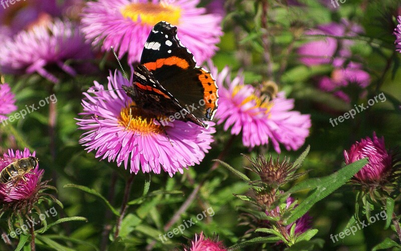 Fair Admiral Butterfly Autumn Autumn Flowers Astra