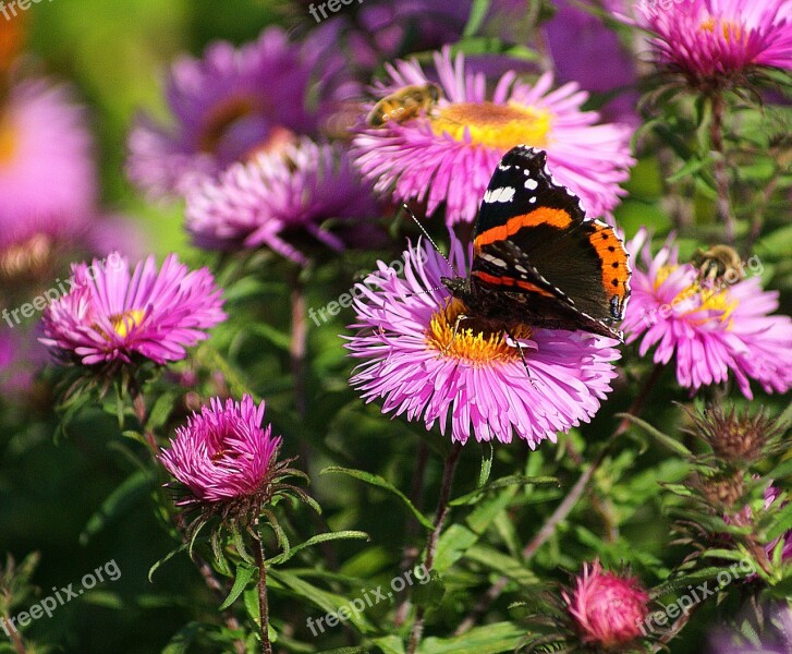 Fair Admiral Butterfly Insect Pollination Work