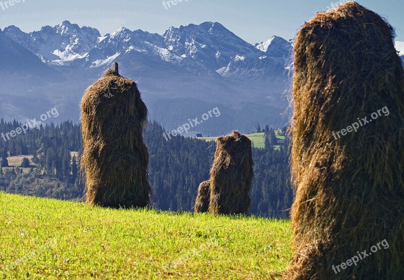 Kopki Hay Grass Skoszona Stacks Of Hay Sunny Work