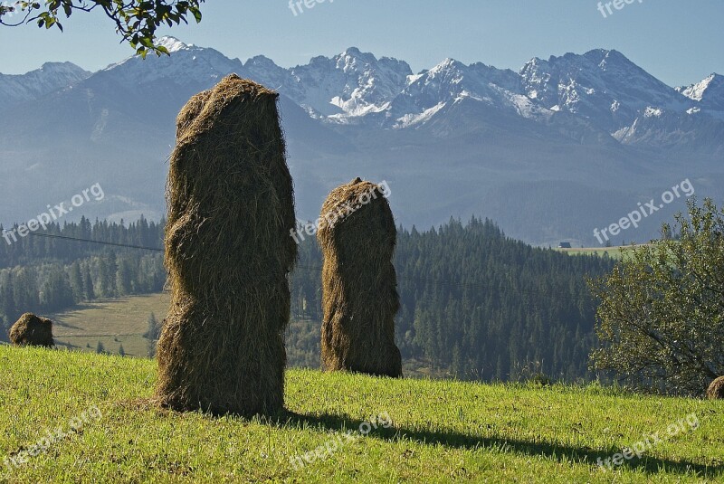 Kopki Hay Grass Skoszona Grass Drying Shadows Of The Nature Forest