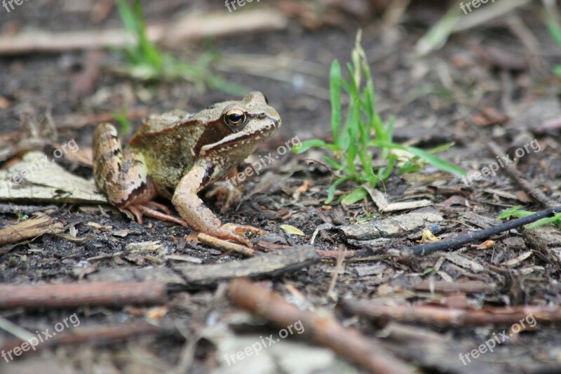 The Frog Forest Earth Nature Amphibian