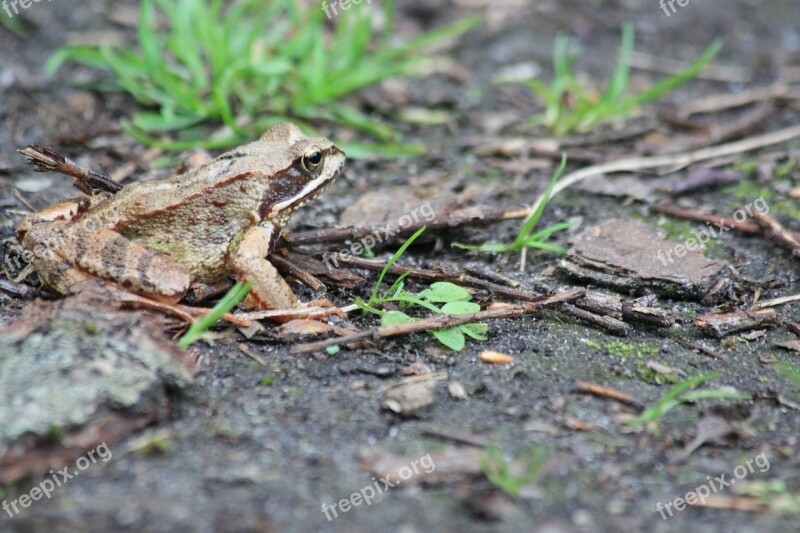 The Frog Forest Earth Nature Amphibian