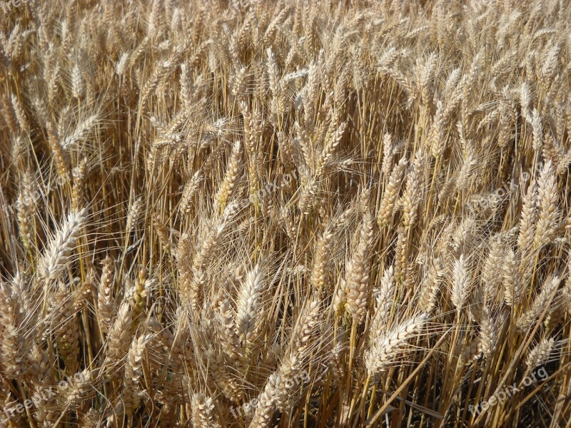 Wheat Cereals Agriculture Free Photos