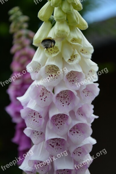 Thimble Blossom Bloom Medicinal Plant Toxic