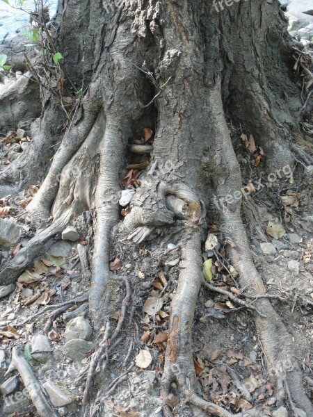 Roots Nature Tree Free Photos