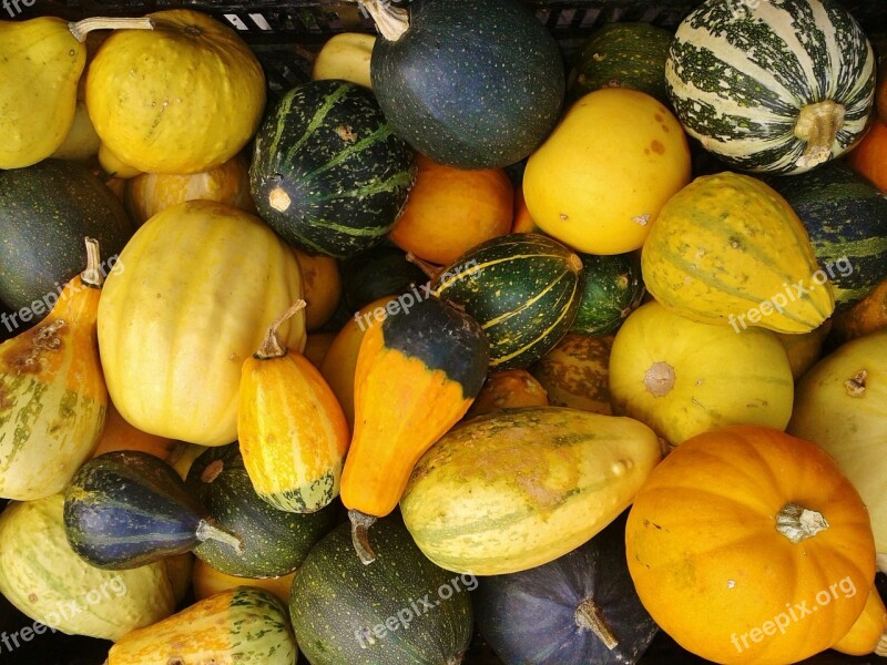 Gourd Pumpkin Autumn Nature Thanksgiving