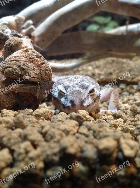 Animal Lizard Smile Wink Cute